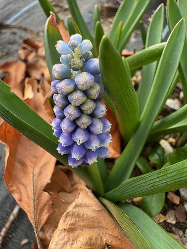 Muscari Touch of Snow